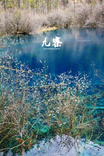 侍忍者